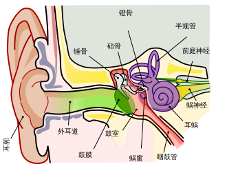 到了中耳炎高发季节了,一半的孩子可能中过招