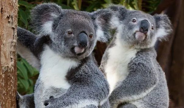 澳大利亚有哪些独具特色的动物?