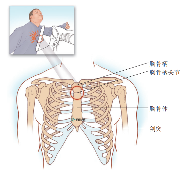 疼痛解剖学|胸椎压缩骨折