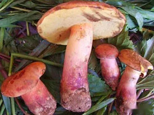 云南常见的几种野生菌