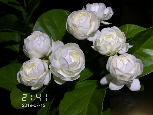 茉莉花界的"男神—宝珠茉莉,花如玫瑰,浓香四溢,四季有花开