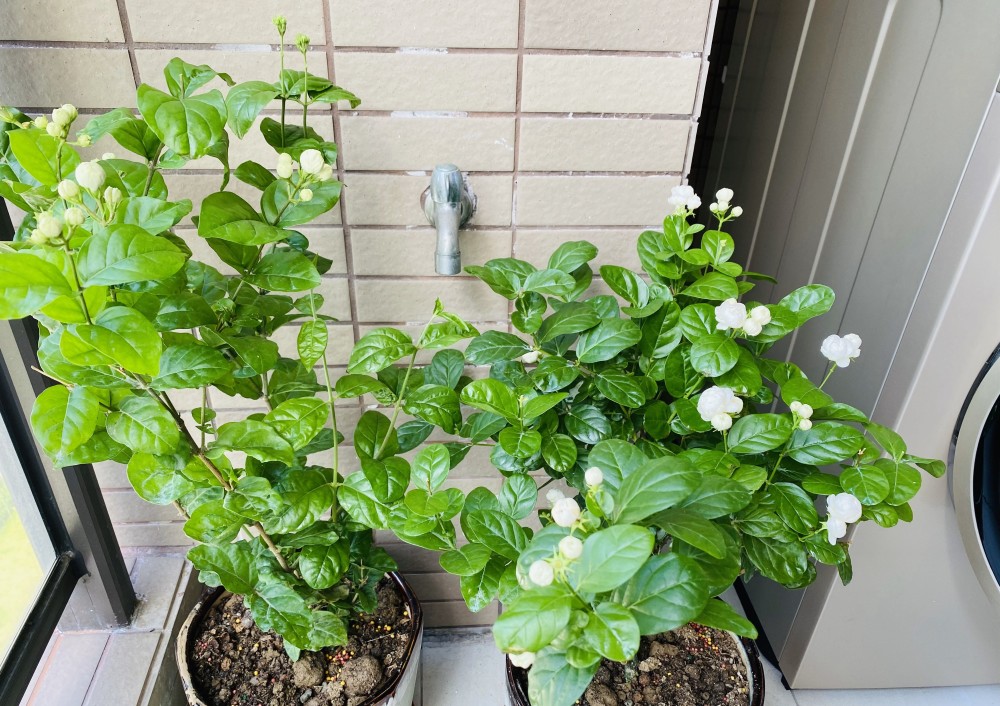 茉莉花界的"男神—宝珠茉莉,花如玫瑰,浓香四溢,四季有花开