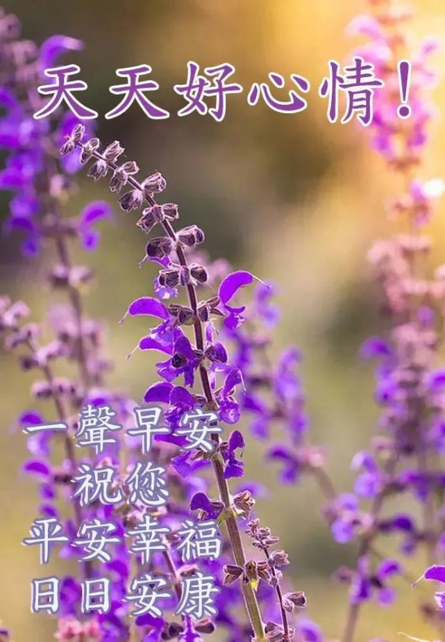 每日早晨祝福语简短问候句子 特别漂亮的早上好快乐祝福语图片带字