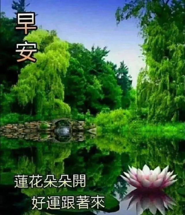 莲花朵朵开,好运跟着来!早安吉祥!