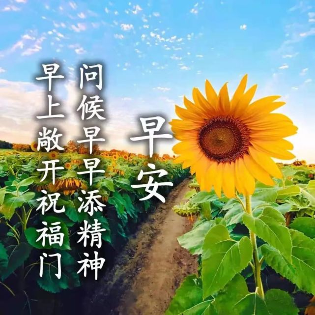 莲花朵朵开,好运跟着来!早安吉祥!