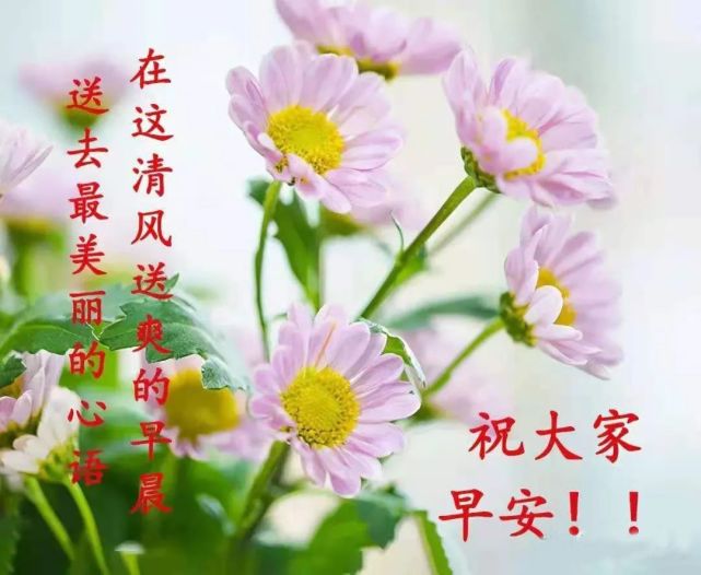 莲花朵朵开,好运跟着来!早安吉祥!