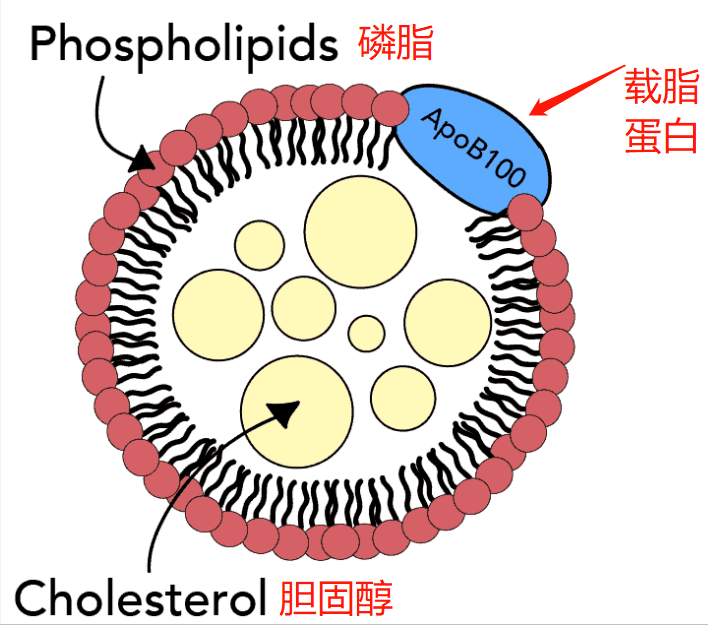 致动脉粥样硬化的 脂蛋白,例如 ldl,vldl 和 lp(a),每个颗粒都含有一