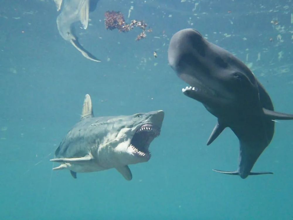 尽管抹香鲸是世界上最大的动物之一,但还是会有天敌,例如虎鲸,伪虎鲸