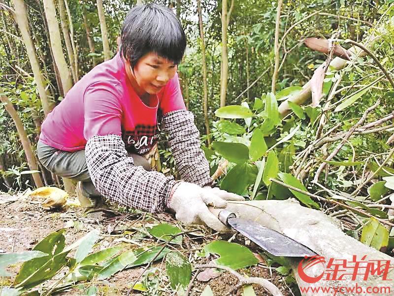 加工提高产值,还计划发展观光旅游 文/图 羊城晚报全媒体记者 杨再睿