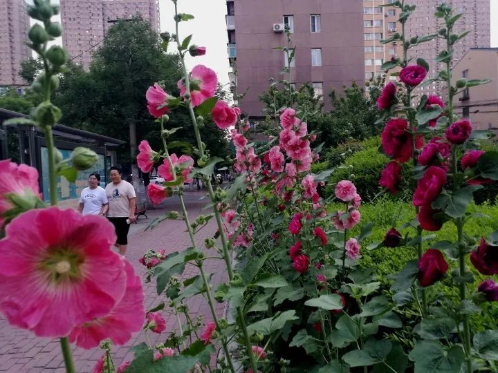 【云游鞍山】夏花绚烂 鞍山正多姿