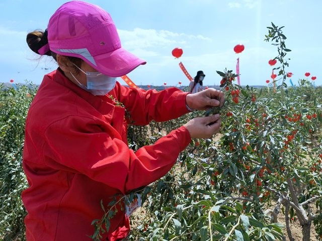 产业博览会枸杞采摘节在宁夏中宁县红梧山枸杞标准化种植基地火热开赛