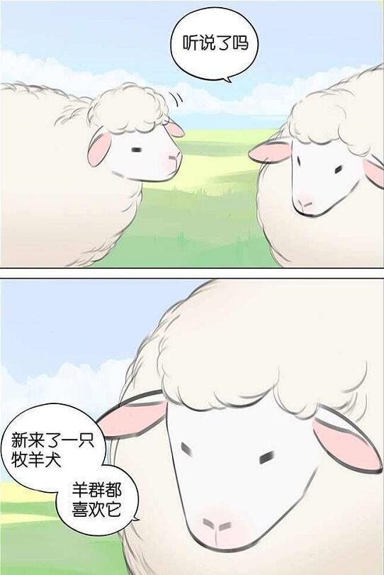 小漫画怎么当好一只优秀的牧羊犬当然是让羊自己围过来