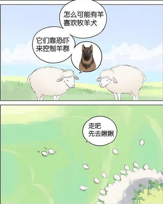 小漫画怎么当好一只优秀的牧羊犬当然是让羊自己围过来