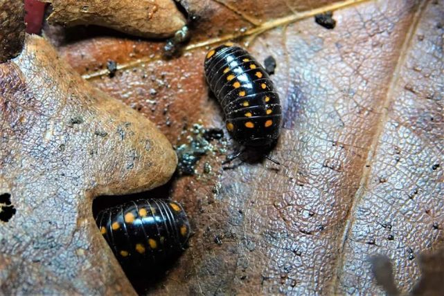 pustula pill millipede·glomeris pustulata色斑球马陆