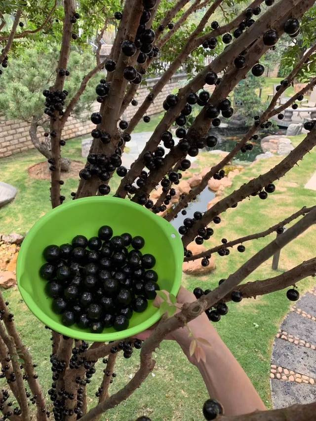 一种长在树上的葡萄,每年可以结四次果的,价格昂贵,您