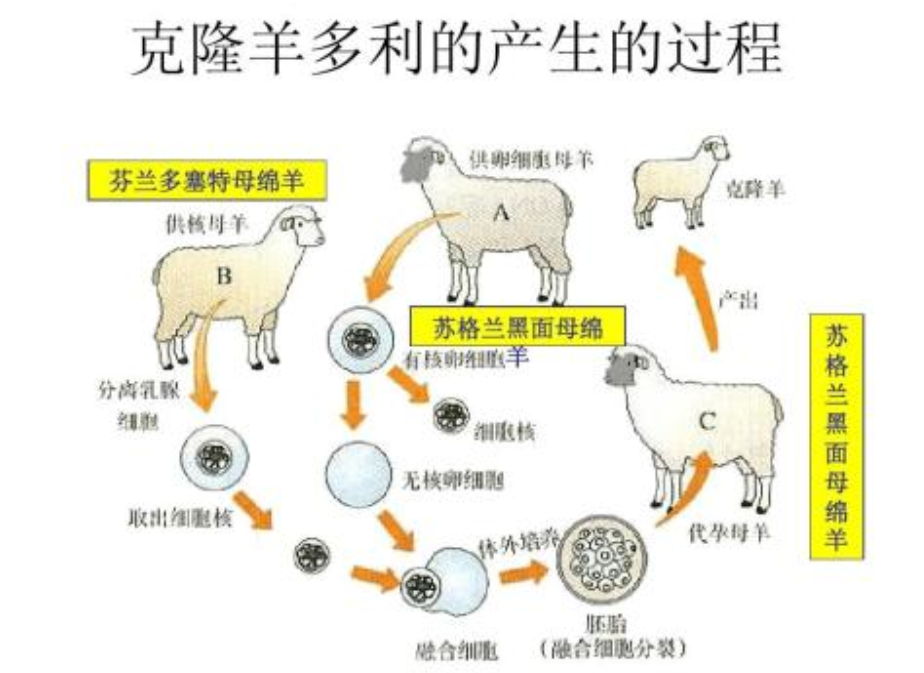 看克隆羊多莉的一生,或许你会明白