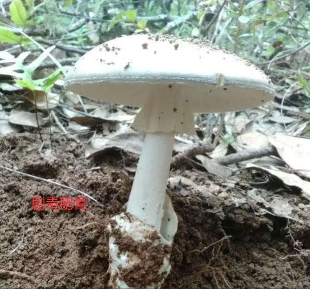 又双叒叕警告,这些蘑菇生的熟的都不能吃