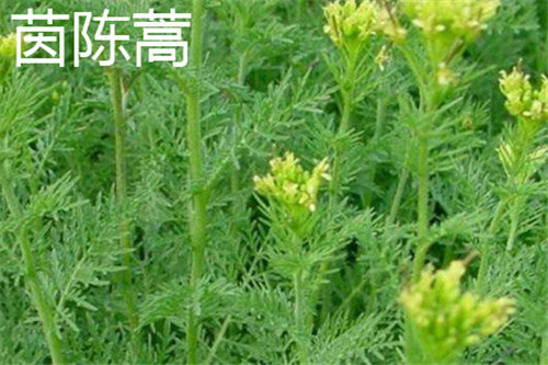 过了五月当柴烧"意思是茵陈蒿在三月药用价值最高,等到了五月就只能当