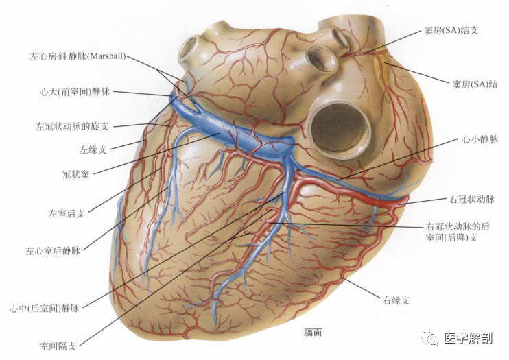 人体解剖学:心|心的血管(二)