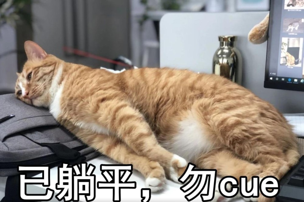 梦见猫冲来，解读梦境中的恐惧与自我防卫