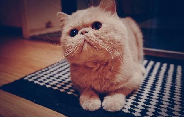 加菲猫怎么养才漂亮?这些知识点,要记好!