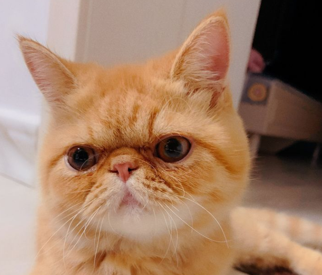 加菲猫怎么养才漂亮?这些知识点,要记好!