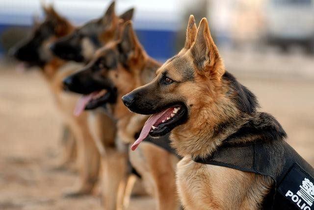 沈阳:喜欢警犬的朋友注意了,中国刑警学院将售淘汰警犬,这些要求要记