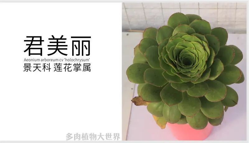 "君美丽"景天科莲花掌属多肉植物,植株大型种,体型大霸气