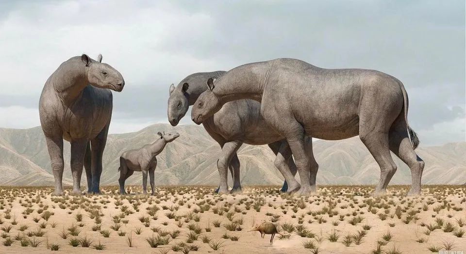 中国发现史前巨型无角犀牛,高5米,重20吨,曾两千万年前穿越青藏高原!