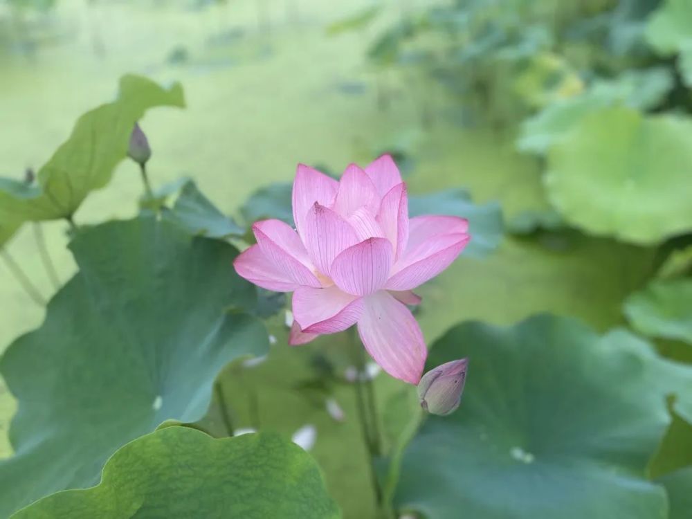 是属于夏日的独特记忆 接天莲叶无穷碧之下 冒着"仙气"的荷花池 可以