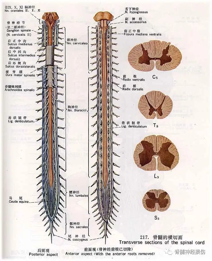 脊髓栓系综合征跟马尾神经什么关系