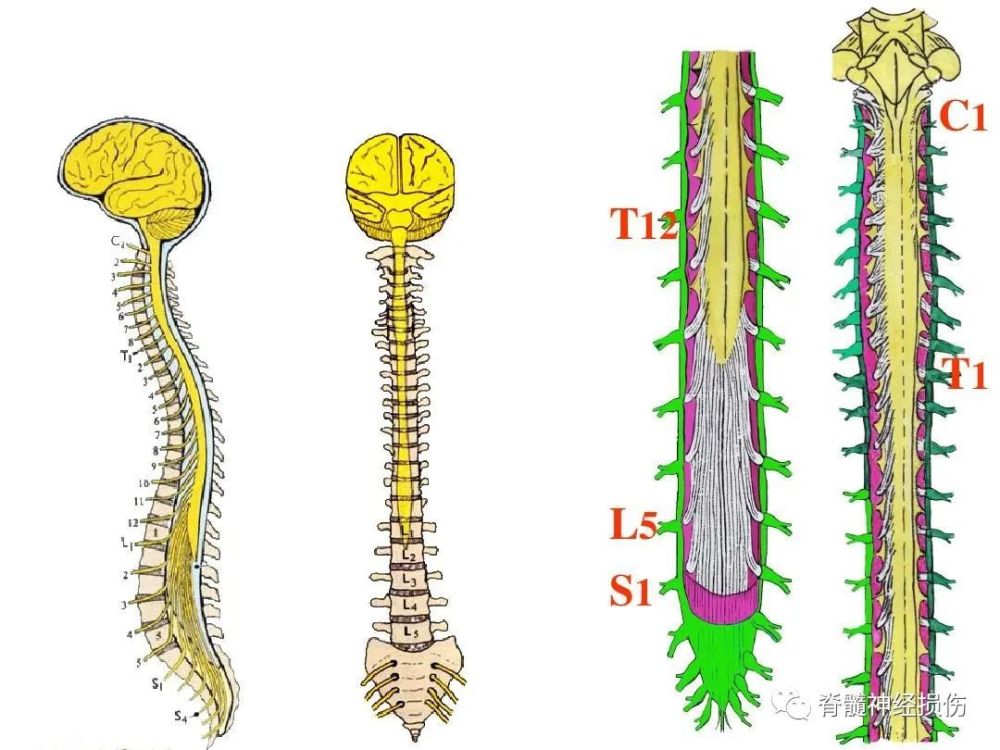 脊髓栓系综合征跟马尾神经什么关系?