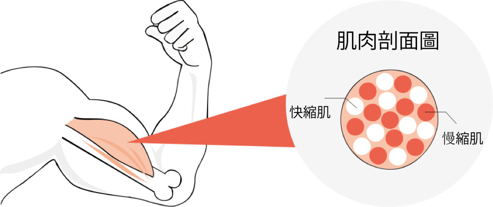 快肌纤维(ii型纤维)而且消耗能量的速度比快肌纤维慢,因此在疲乏之前