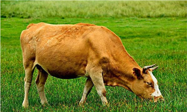(牛吃的是草,但是挤出的是奶,产出的是有很高营养价值的牛肉)
