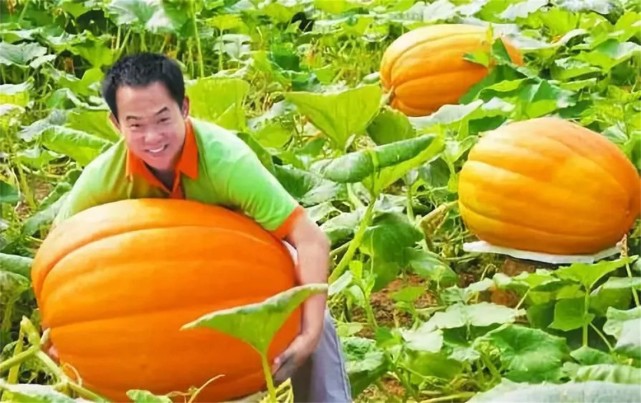 每次神舟升空都会携带种子,中国为何热衷于培育"太空蔬菜"?