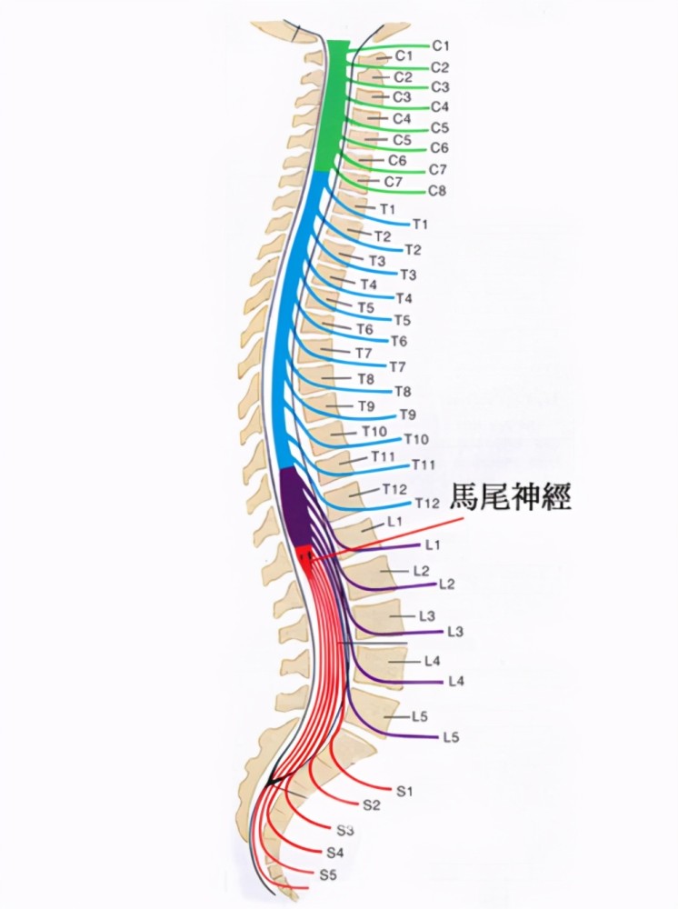 出现这些症状说明你的腰椎间盘突出压迫到马尾神经了