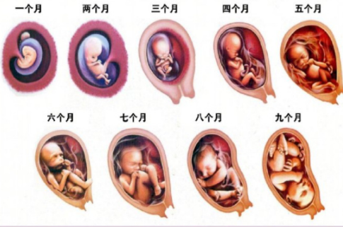 【怀胎十月,孕期每个月胎儿发育及注意事项】