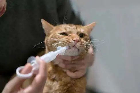史上最全猫咪驱虫攻略手把手教你如何养猫驱虫