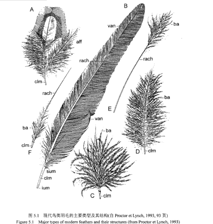 羽毛球上的羽毛来自哪里