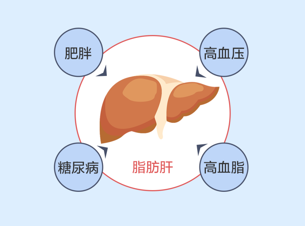 肝脏是怎么越变越胖的?