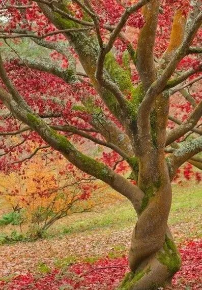 一树花开浪漫唯美