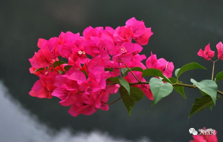 南充市市树市花市歌决定了