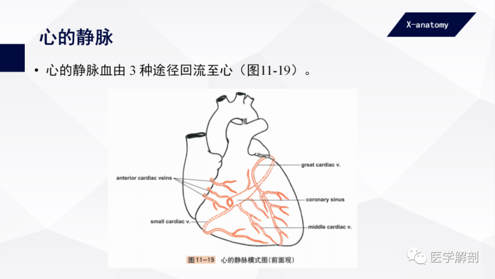 左侧起点是心大静脉和左房斜静脉注入处,起始处有静脉瓣,右侧终端是