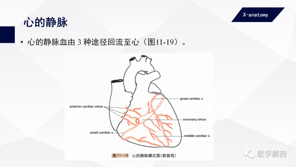 人体解剖学:心|心的血管(二)