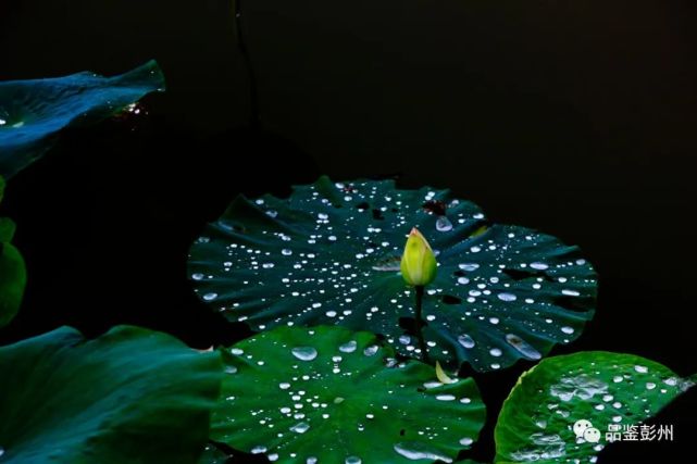 夏雨,岁月里的诗情
