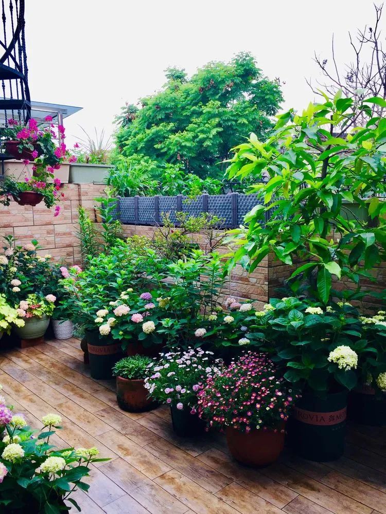 雨后的露台,被雨水浇灌的植物, 阳光里鲜花的小清新顿时沁入心肺.