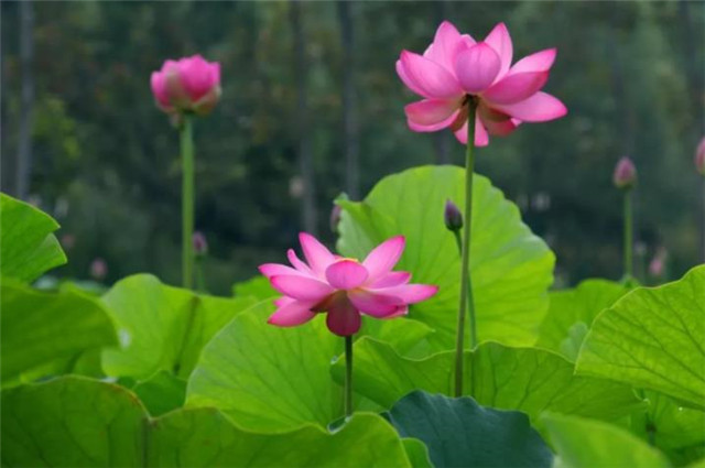 莲花古诗五首,莲子清如水,莲心彻底红,莲花中国古代的