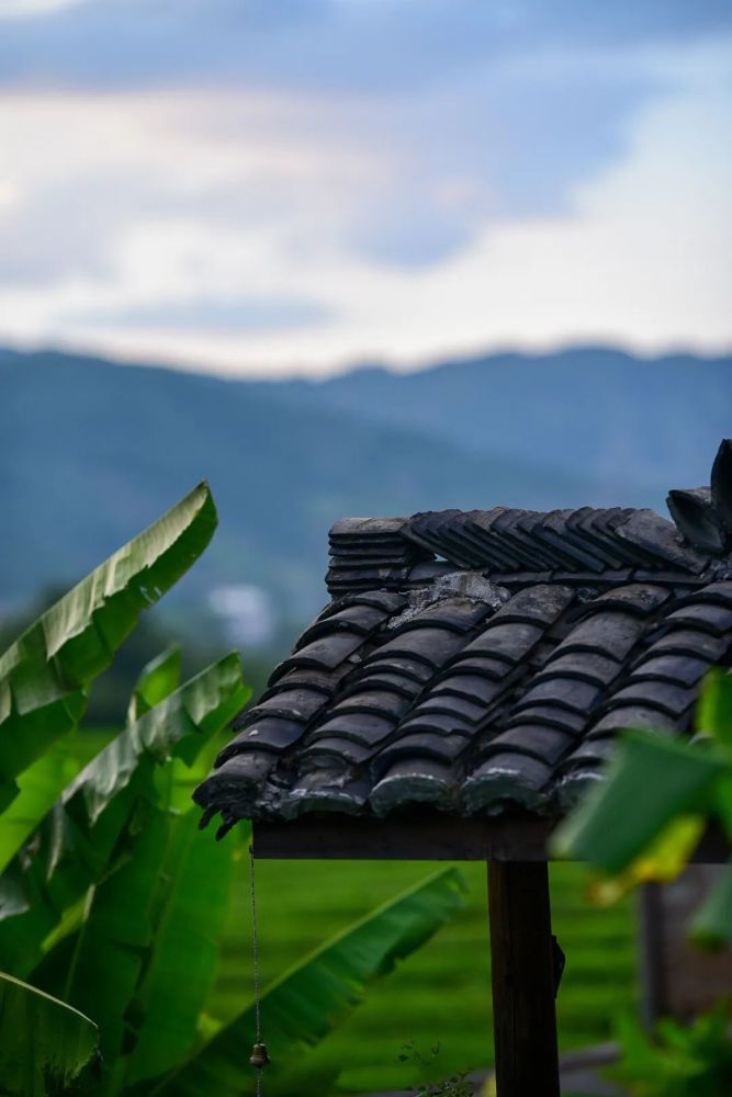 雨打芭蕉,一枕清梦