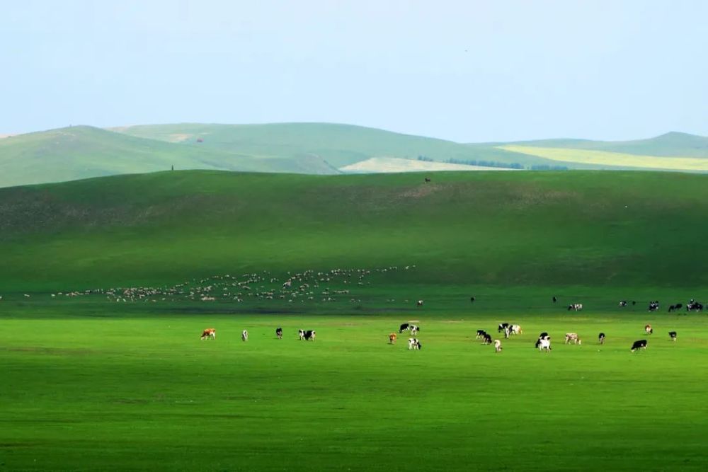 赛名马,放牛羊,喝奶茶……走进草原深处的呼伦贝尔