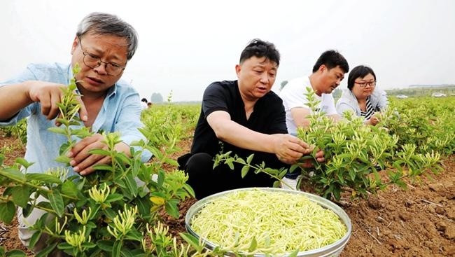 【图片新闻】"点绿成金" 河南内乡加快道地药材种植步伐